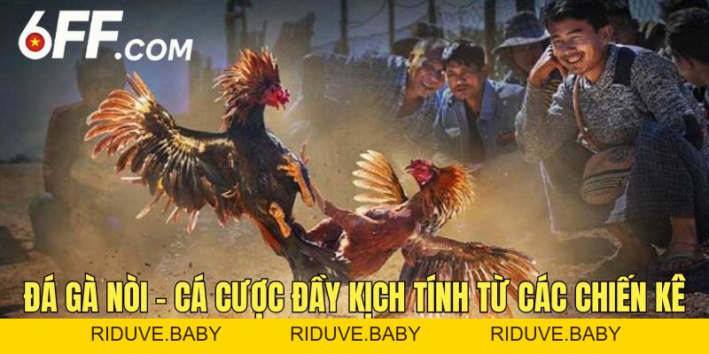 Đá Gà 6FF - Trải Nghiệm Các Trận Đấu Chọi Kê Đỉnh Cao - RIDUVE