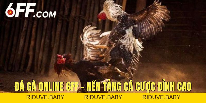 Đá Gà 6FF - Trải Nghiệm Các Trận Đấu Chọi Kê Đỉnh Cao - RIDUVE