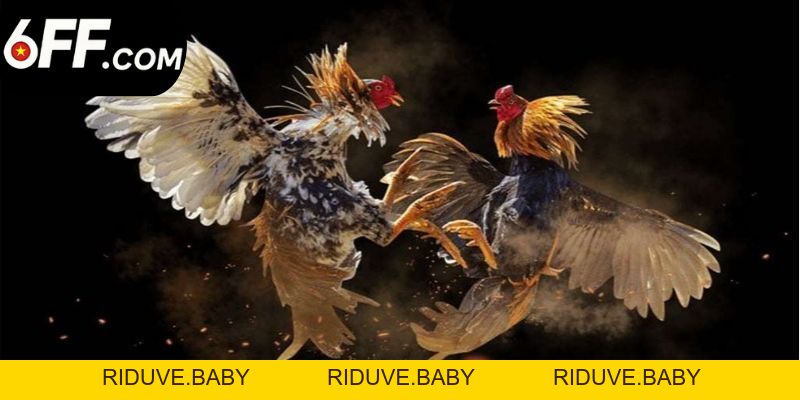 Đá Gà 6FF - Trải Nghiệm Các Trận Đấu Chọi Kê Đỉnh Cao - RIDUVE