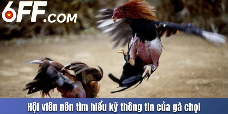 Đá Gà C1 Hấp Dẫn Tại 6FF Cùng Trải Nghiệm Khó Quên - RIDUVE