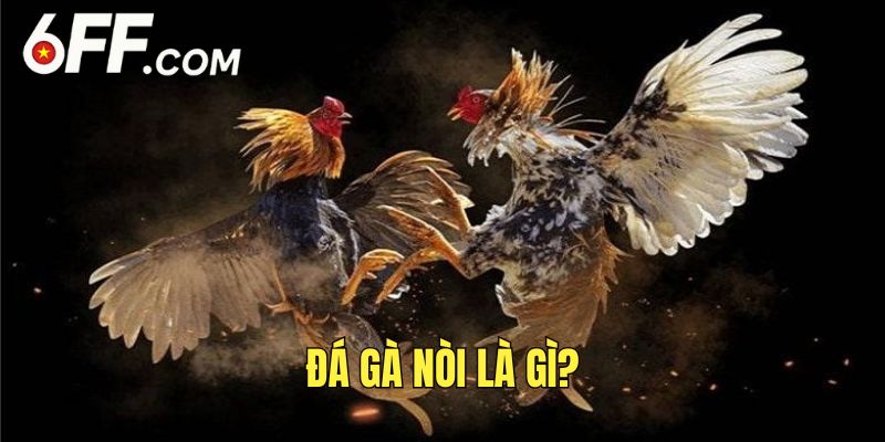 Đá Gà Nòi - Tham Gia Cá Cược Đầy Kịch Tính Từ Các Chiến Kê - RIDUVE