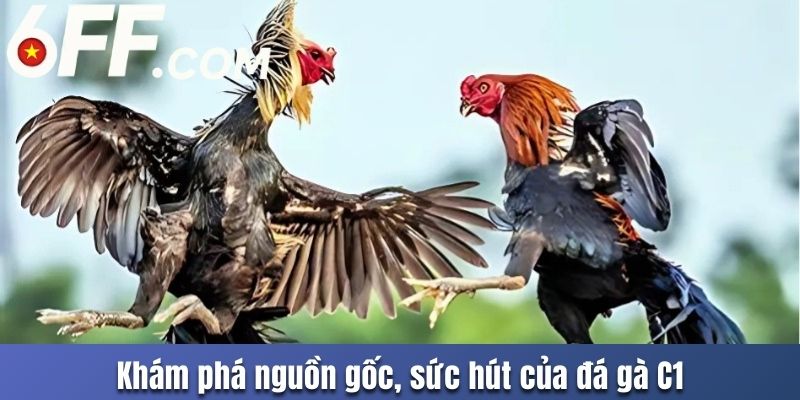 Đá Gà C1 Hấp Dẫn Tại 6FF Cùng Trải Nghiệm Khó Quên - RIDUVE