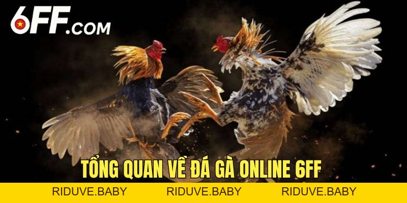 Đá Gà Online 6FF - Nền Tảng Cá Cược Đỉnh Cao Nhất 2026 - RIDUVE