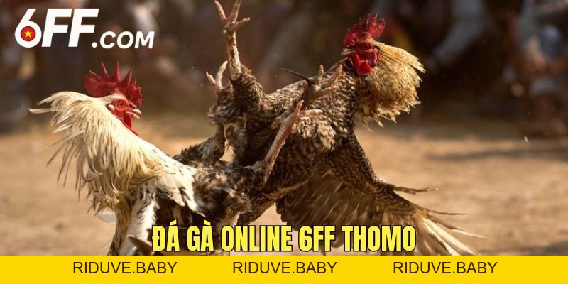Đá Gà Online 6FF - Nền Tảng Cá Cược Đỉnh Cao Nhất 2026 - RIDUVE