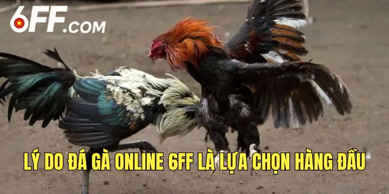 Đá Gà Online 6FF - Nền Tảng Cá Cược Đỉnh Cao Nhất 2026 - RIDUVE