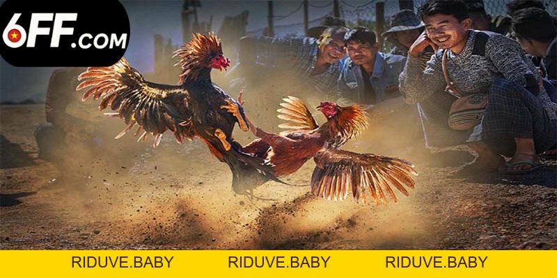 Đá Gà 6FF - Trải Nghiệm Các Trận Đấu Chọi Kê Đỉnh Cao - RIDUVE