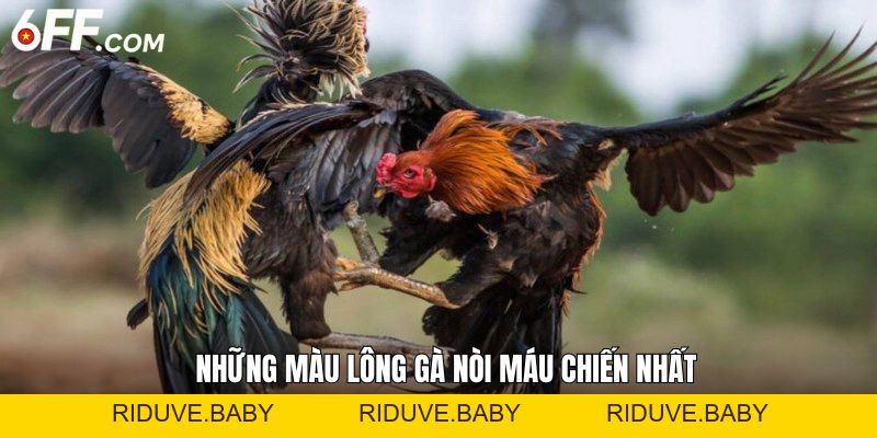 Đá Gà 6FF - Trải Nghiệm Các Trận Đấu Chọi Kê Đỉnh Cao - RIDUVE