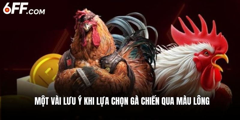 Màu Lông Gà Nòi: Bí Kíp Chọn Kê Dũng Mãnh, Máu Chiến - RIDUVE