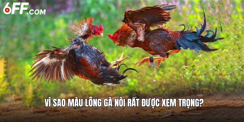 Màu Lông Gà Nòi: Bí Kíp Chọn Kê Dũng Mãnh, Máu Chiến - RIDUVE